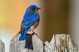 On Birds