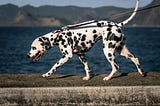 Dalmatian walking near water