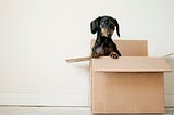 A small dachshund puppy peers out from the confines of a large cardboard box.