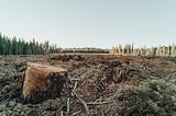 The great debate about cutting down forests as fuel for power stations