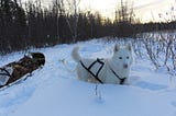 A husky harnessed to a toboggan in the snow.