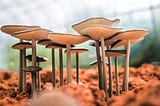 Mary Mushroom