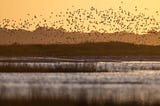 Conserving South Atlantic salt marsh through collective action