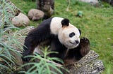 Pandas Category Type: Pros and Cons