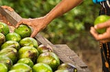 Avocados Were Domesticated 7,500 Years Ago According To Fossil Evidence