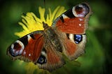 Peacock butterfly on a yellow flower