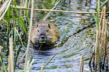 Why We Need Beavers