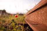 A red flower in a green field next to a railroad track, very zoomed in.