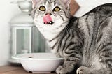 A gray tabby cat licking its nose above a white bowl.