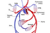 Physiology Of Endurance Training Part 2: Cardiopulmonary System