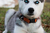 40 funny facts or bits of knowledge about the Siberian Husky