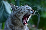 A side view of a cat with its mouth wide open and its sharp teeth and tongue in clear view.