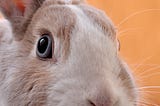 Warning: He Brakes for Bunnies