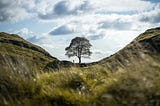The Sycamore Gap Tree sits in its gully on a spring day. A distant hiker can be seen walking below it.