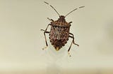 Climate change affects our agriculture in more ways than we imagine: Brown marmorated stink bug