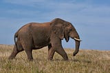 Elephant strolling on the savanna