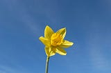Yellow Thunder