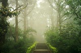 A path through the woods