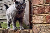 5 Coolest Facts About Russian Blue Cat