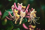 Honeysuckle!