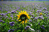 Sunflower Turning to the sun posted on https://www.pickpik.com/sun-flower-flower-yellow-blossom-bloom-nature-87840