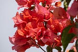 A vibrant cluster of bougainvillea flowers in shades of red and pink against a clear sky.
