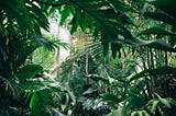 Dense, jungle leaves