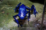 A blue frog on a leaf