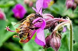 Urban Beekeeping Story: A Profitable Hobby That Benefits Everyone