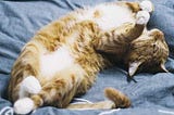 4 High Health Risks For Overweight Cats