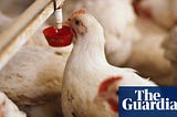 Revealed: over 60 million chickens in England and Wales rejected over disease and defects