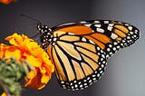 An orange, black, and white butterfly on a marigold