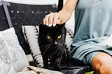 A black Bombay cat sits on a black chair with pillows and is being pet by a well manicured hand. The woman petting the cat is wearing a blue dress. The cat in the picture looks a lot like the author’s cat Bear, but is not Bear. This cat is a different well adjusted cat.