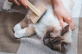 Spring Shedding Solutions: Managing Your Cat's Hair in March