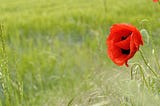 Quiet Pride: A Flemish Reader’s Guide