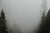 Foggy road with evergreen trees