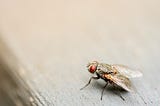 The Zen of Flies
