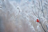 Red bird sitting on a branch in the snow.