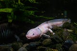 Picture of an axolotl in a tank.