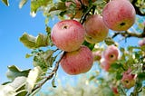 Leadership Is About Planting Orchards, Not Squeezing Stones