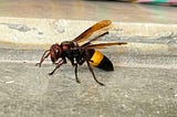 Enough about the cicadas, what happened to the murder hornets??