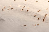Ants walking on cloth