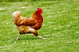 Image of a chicken walking across a grassy field.
