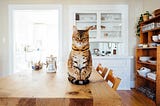 Create the Purrfect Home: How your Home Environment Shapes Your Cat’s Personality