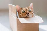 How Can Data Scientists “Think Out-of-the-Box”