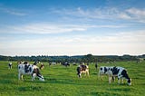 “Healthy dairy cows in a pasture, representing the high-quality, grass-fed sourcing behind premium colostrum supplements like Sisel’s Colostrum Milk & Honey.”