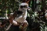 Kookaburras, Gum Trees, and Snakes!