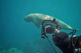 A scuba diver with a camera in an underwater housing is capturing a close-up photo of a dugong swimming nearby. The scene is set in clear, blue water, with the diver positioned in the foreground holding the camera towards the dugong, which appears calm and graceful as it glides in the background. Small coral formations can be seen on the ocean floor beneath them.