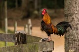 I didn’t expect to miss the sound of roosters at 5 a.m. after moving to Canada.