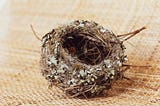 small, empty bird’s nest